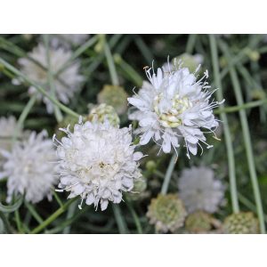 Cephalaria leucantha - Fejvirág