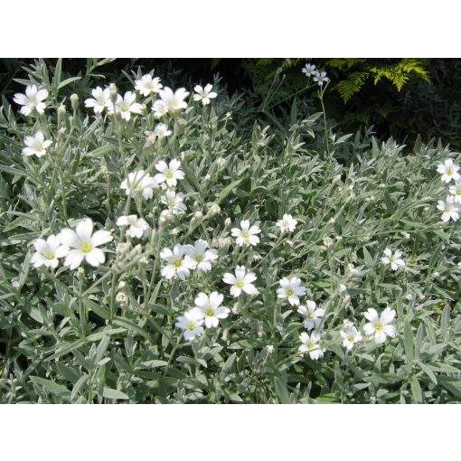 Cerastium tomentosum - Molyhos madárhúr