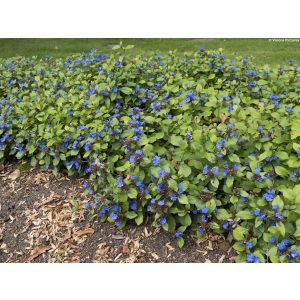 Ceratostigma plumbaginoides - Tarackoló kékgyökér