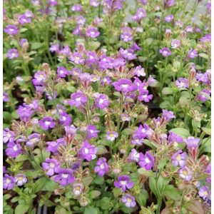   Chaenorhinum origanifolium Blue Dream - Törpe oroszlánszáj