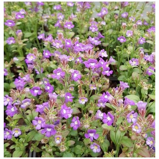 Chaenorhinum origanifolium Blue Dream - Törpe oroszlánszáj