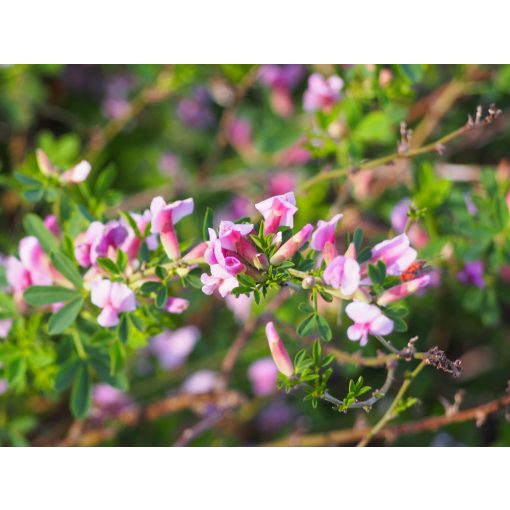 Chamaecytisus purpureus - Törpezanót