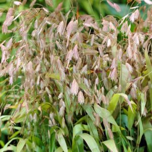 Chasmanthium latifolium - Széleslevelű különösfű