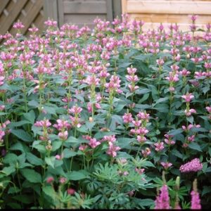 Chelone lyonii Pink Temptation- Gerlefej