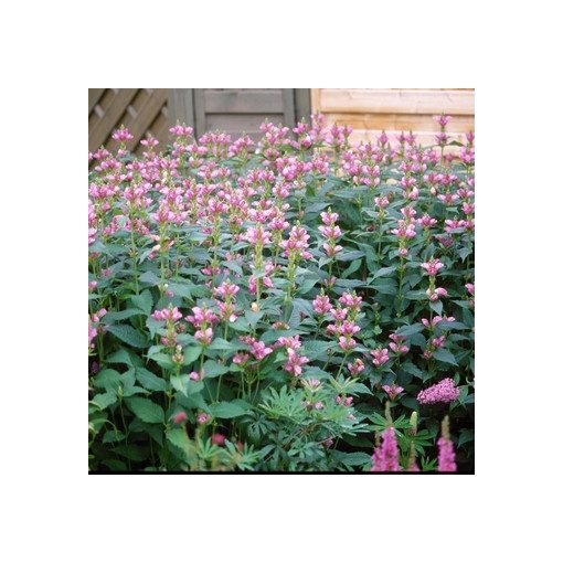 Chelone lyonii Pink Temptation- Gerlefej