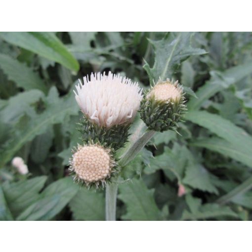 Cirsium rivulare Frosted Magic - Csermelyaszat