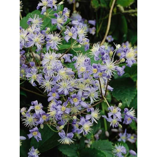 Clematis x jouiniana Mrs Robert Brydon - Talajtakaró iszalag