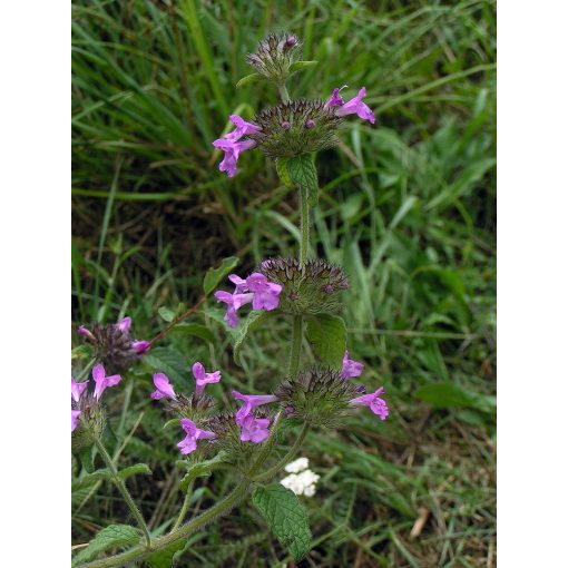 Clinopodium vulgare - Közönséges borsfű