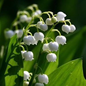 Convallaria majalis - Gyöngyvirág