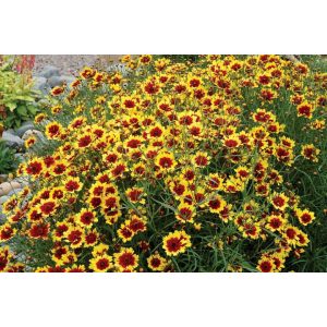 Coreopsis Bengal Tiger - Menyecskeszem