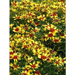 Coreopsis Firefly - Menyecskeszem