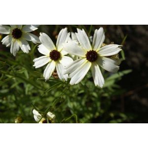 Coreopsis Fools Gold - Menyecskeszem