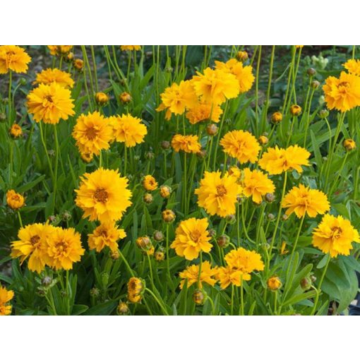 Coreopsis grandiflora Early Sunrise Yellow Double  - Menyecskeszem