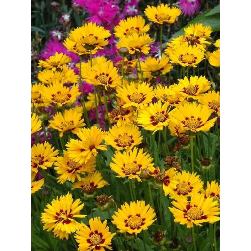 Coreopsis grandiflora Sunfire - Menyecskeszem