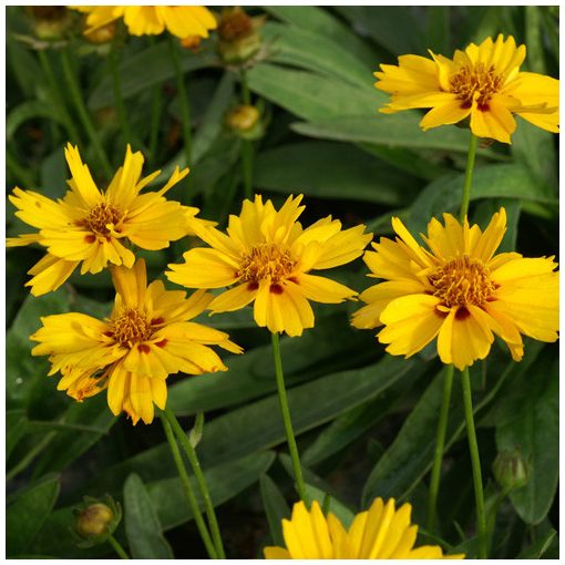 Coreopsis lanceolata Rotkehlchen - Menyecskeszem