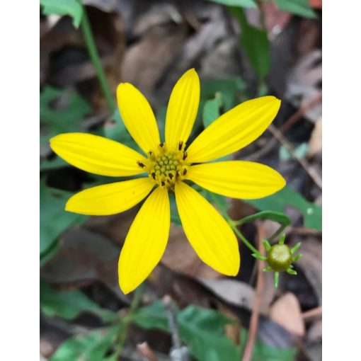 Coreopsis major - Menyecskeszem