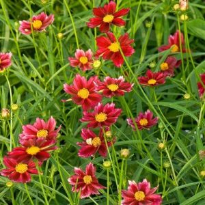 Coreopsis Mercury Rising - Menyecskeszem