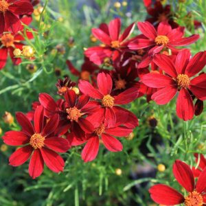 Coreopsis Red Satin - Menyecskeszem