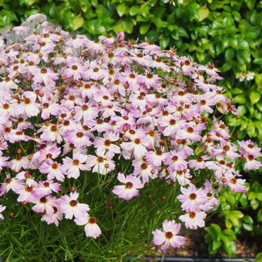 Coreopsis rosea Bloomstation Chameleon - Menyecskeszem