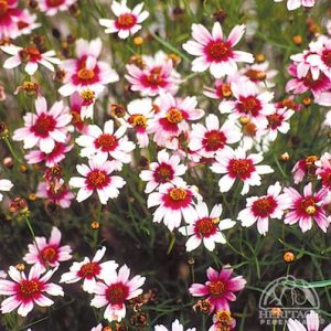 Coreopsis Sweet Dreams - Menyecskeszem