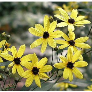 Coreopsis tripteris - Menyecskeszem