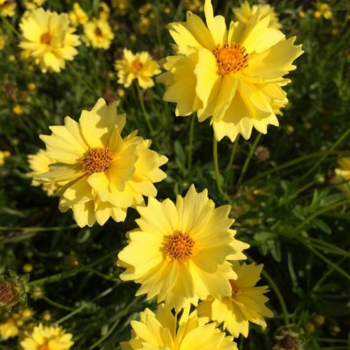 Coreopsis verticillata Solar Dance - Menyecskeszem