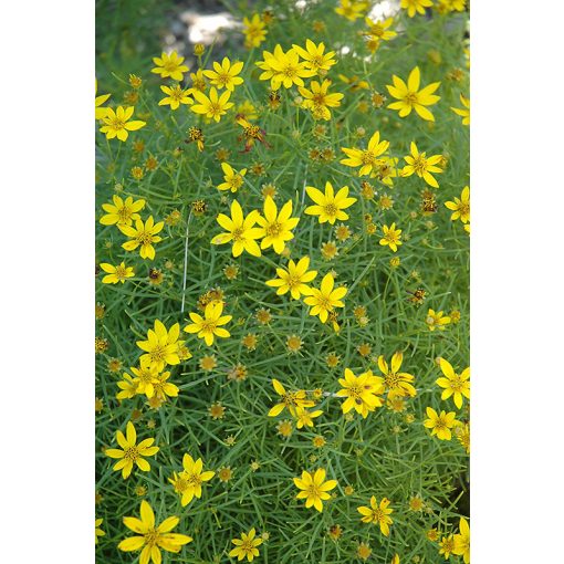 Coreopsis verticillata Tweety - Menyecskeszem