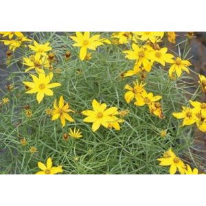 Coreopsis verticillata Zagreb - Menyecskeszem