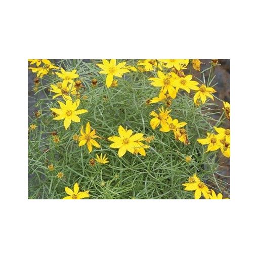 Coreopsis verticillata Zagreb - Menyecskeszem