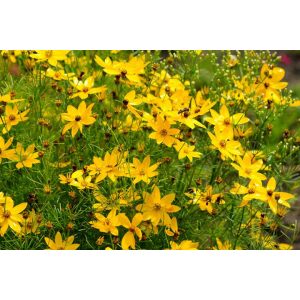 Coreopsis verticillata - Menyecskeszem