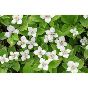 Cornus canadensis - Kanadai som