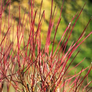 Cornus stolonifera Kelseyi - Selymes som