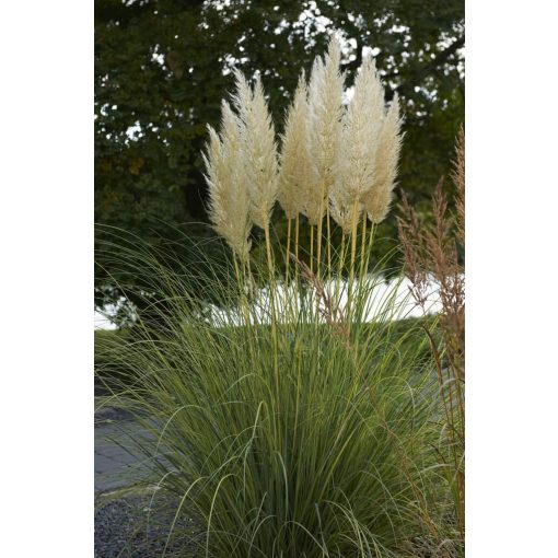 Cortaderia selloana Evita - Pampafű