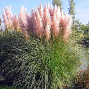 Cortaderia selloana Rosea - Pampafű