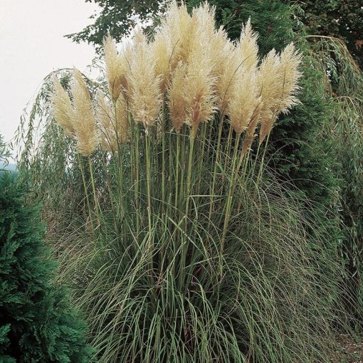 Cortaderia selloana White Feather - Pampafű