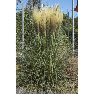 Cortaderia selloana - Pampafű