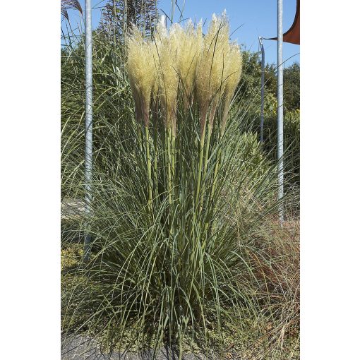 Cortaderia selloana - Pampafű