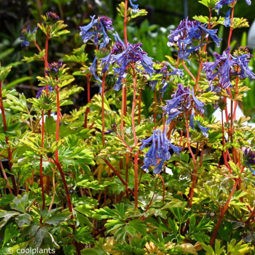 Corydalis elata Spinners - Keltike