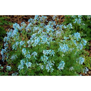 Corydalis flexuosa Blue Panda - Keltike