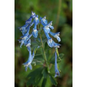 Corydalis Tory M.P. - Keltike