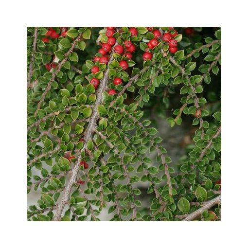 Cotoneaster horizontalis - Madárbirs