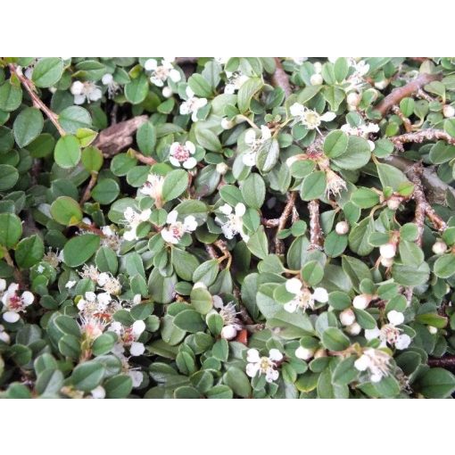 Cotoneaster procumbens Streibs Findling - Madárbirs