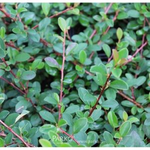 Cotoneaster radicans - Madárbirs