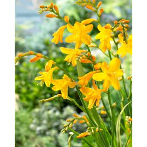 Crocosmia Buttercup - Sáfrányfű