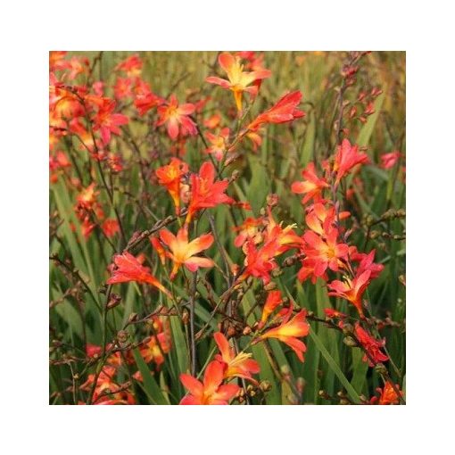 Crocosmia Carmine Brilliant - Sáfrányfű