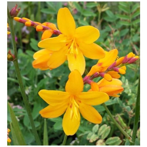 Crocosmia Columbus - Sáfrányfű