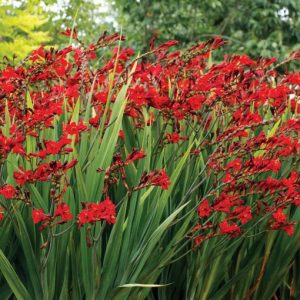 Crocosmia Dragonfire - Sáfrányfű