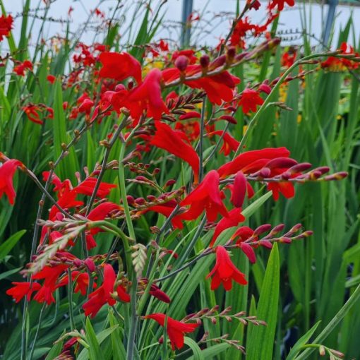 Crocosmia Emberglow - Sáfrányfű