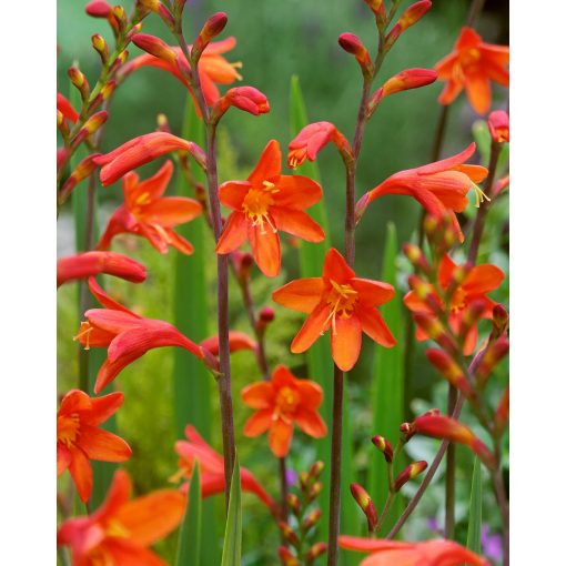 Crocosmia Fire King - Sáfrányfű