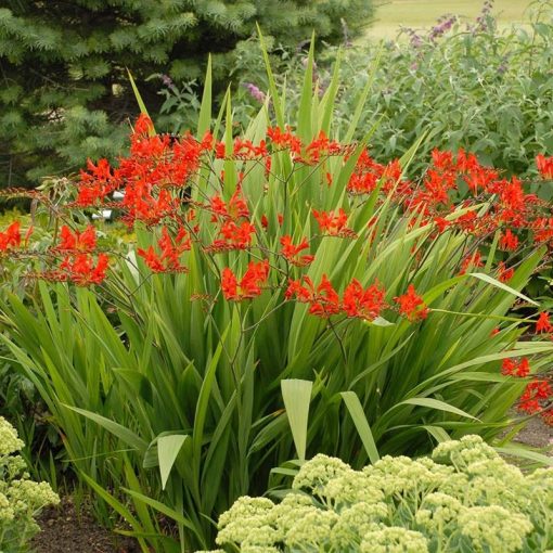 Crocosmia Lucifer - Sáfrányfű